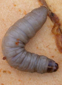 Greater Wax Moth